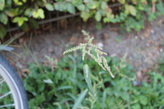 Echinochloa crus-galli