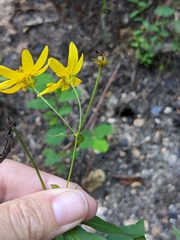 Coreopsis