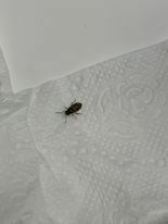 Ptilodactyla