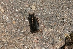 Melanoplus fasciatus