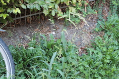 Echinochloa crus-galli