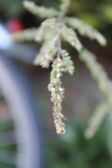 Echinochloa crus-galli