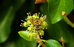 Myathropa florea