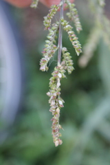 Echinochloa crus-galli