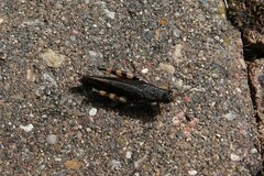 Melanoplus fasciatus