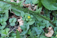 Potentilla indica