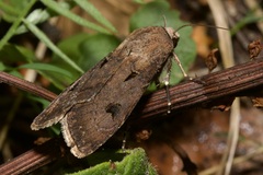 Agrotis exclamationis