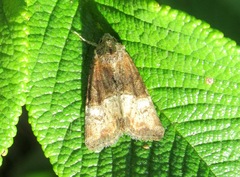 Mesoligia furuncula