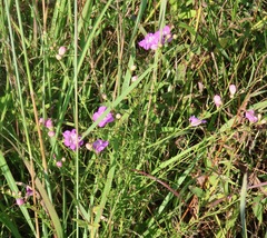 Agalinis purpurea