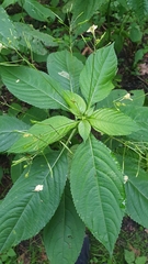 Impatiens parviflora