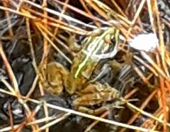 Pelophylax perezi