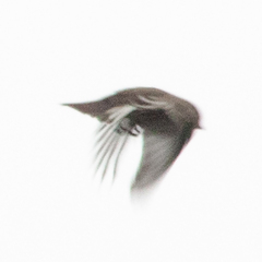 Ficedula hypoleuca