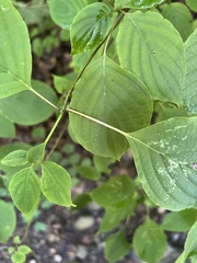 Cornus alternifolia