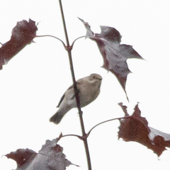 Ficedula hypoleuca