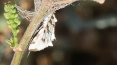 Conchylodes octonalis