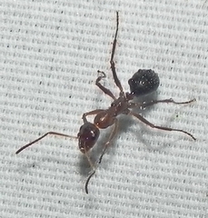 Formica pallidefulva