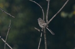 Carpodacus sibiricus