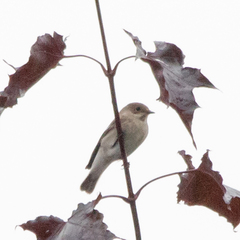 Ficedula hypoleuca