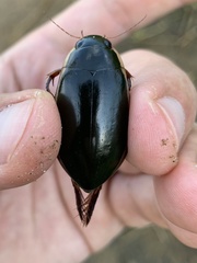 Cybister lateralimarginalis