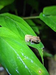 Pristimantis
