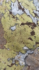 Rhizocarpon