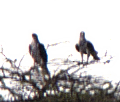 Aquila spilogaster