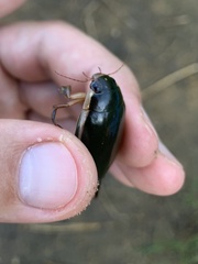 Cybister lateralimarginalis