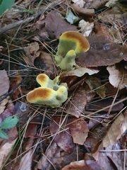 Phaeolus schweinitzii