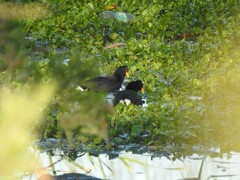 Fulica rufifrons