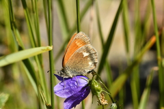 Coenonympha glycerion