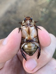 Cybister lateralimarginalis