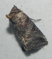 Abrostola urentis