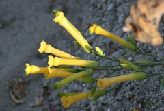 Nicotiana glauca