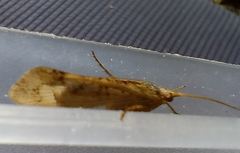 Limnephilus
