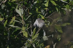 Carpodacus sibiricus