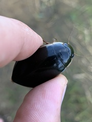 Cybister lateralimarginalis