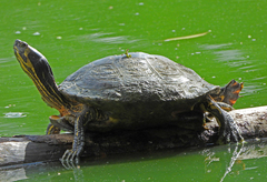 Trachemys scripta scripta