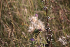 Cirsium vulgare