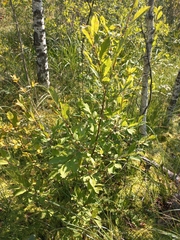 Salix aurita