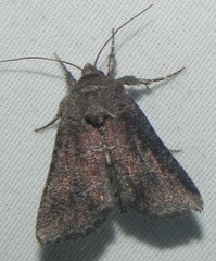 Lacinipolia meditata