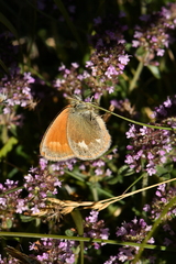 Coenonympha glycerion
