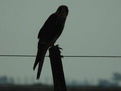 Falco femoralis