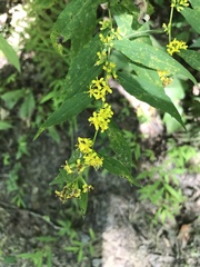 Solidago caesia