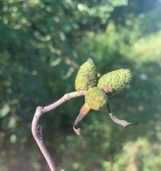 Taphrina robinsoniana
