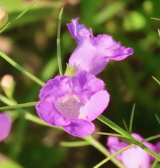 Agalinis purpurea