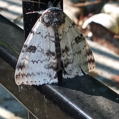 Catocala relicta