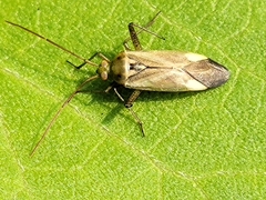 Adelphocoris