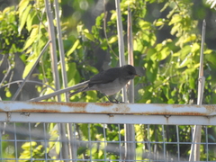 Turdus amaurochalinus