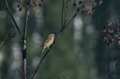 Emberiza citrinella