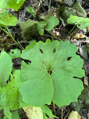 Sanguinaria canadensis
